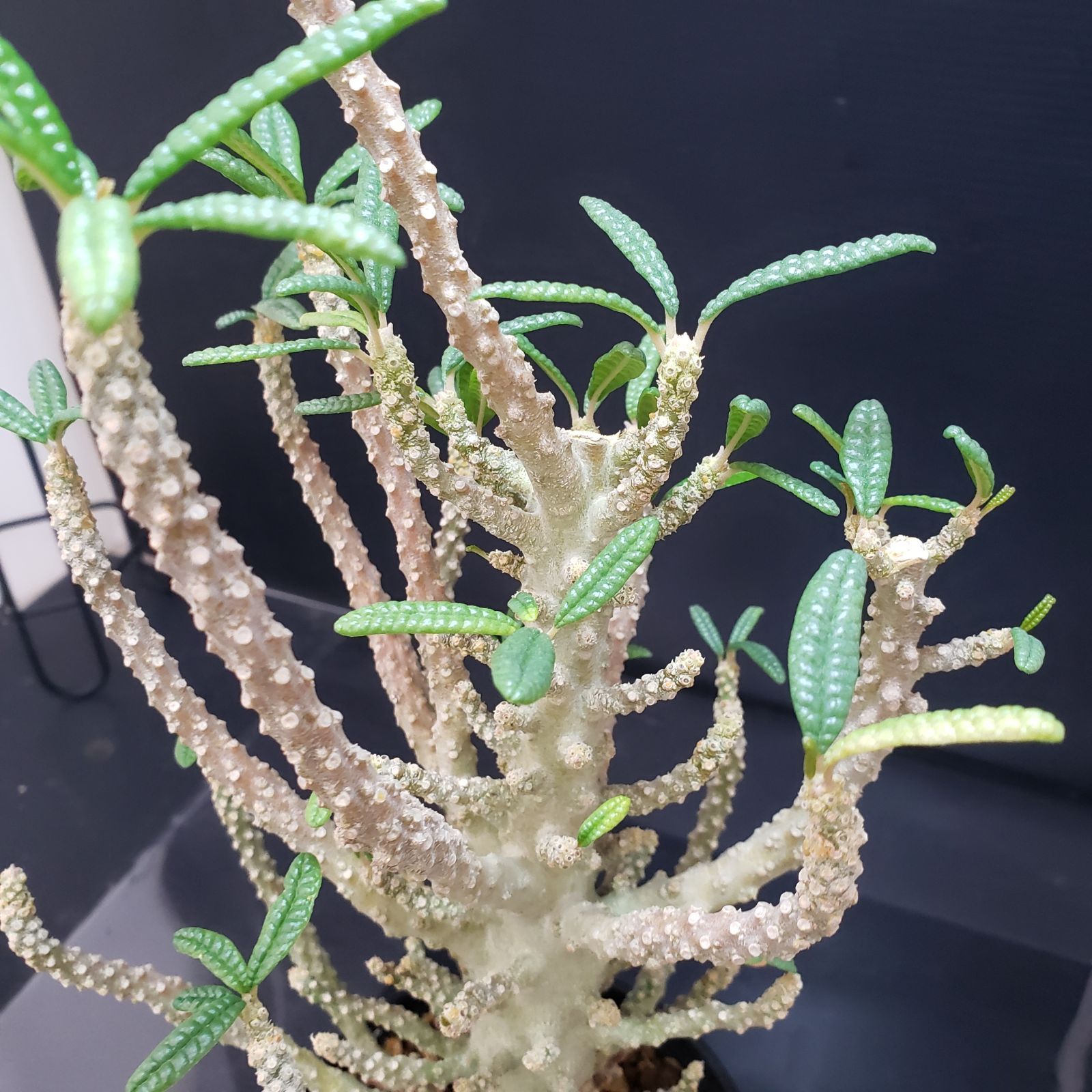 自社養生株 ドルステニア