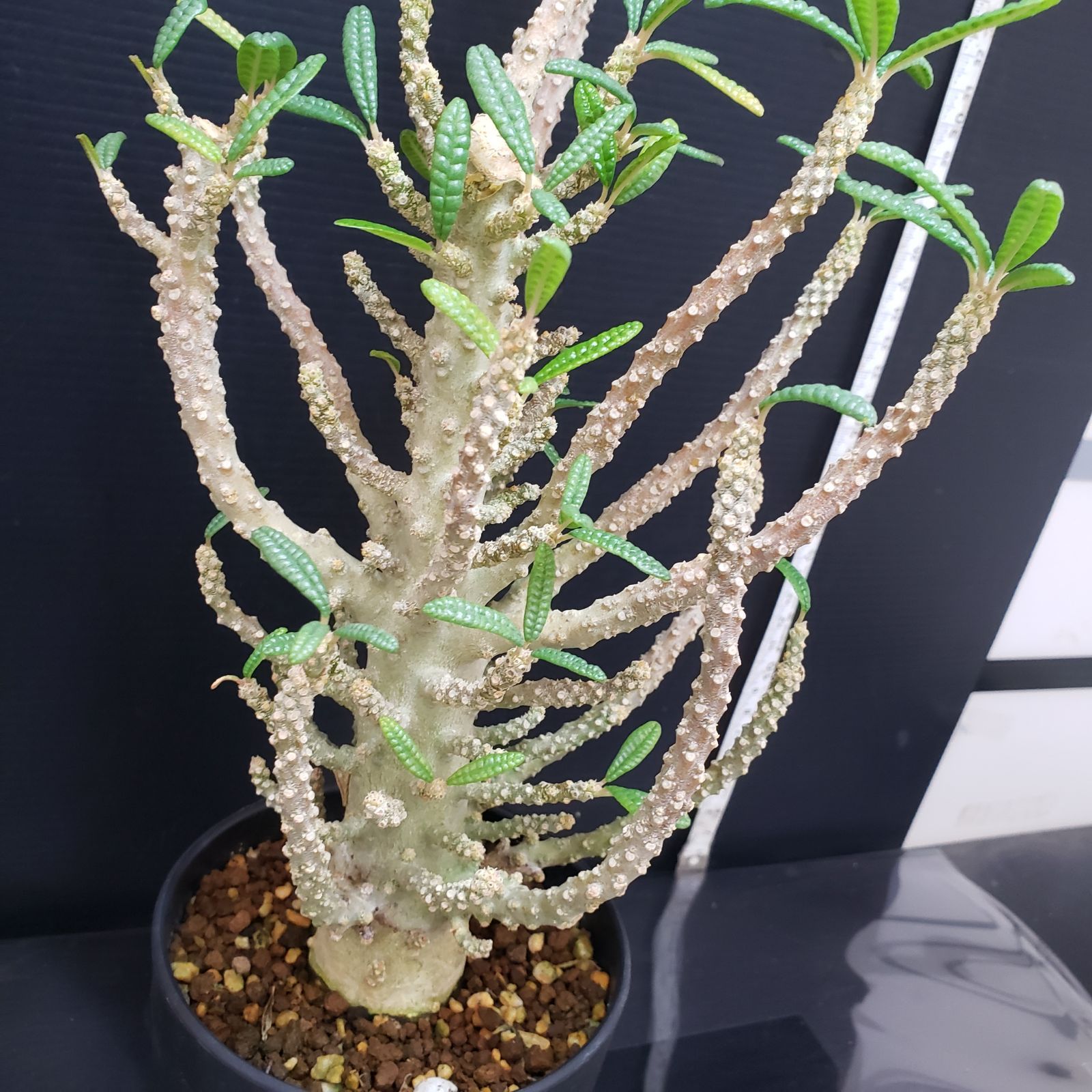 ギガスブラータ