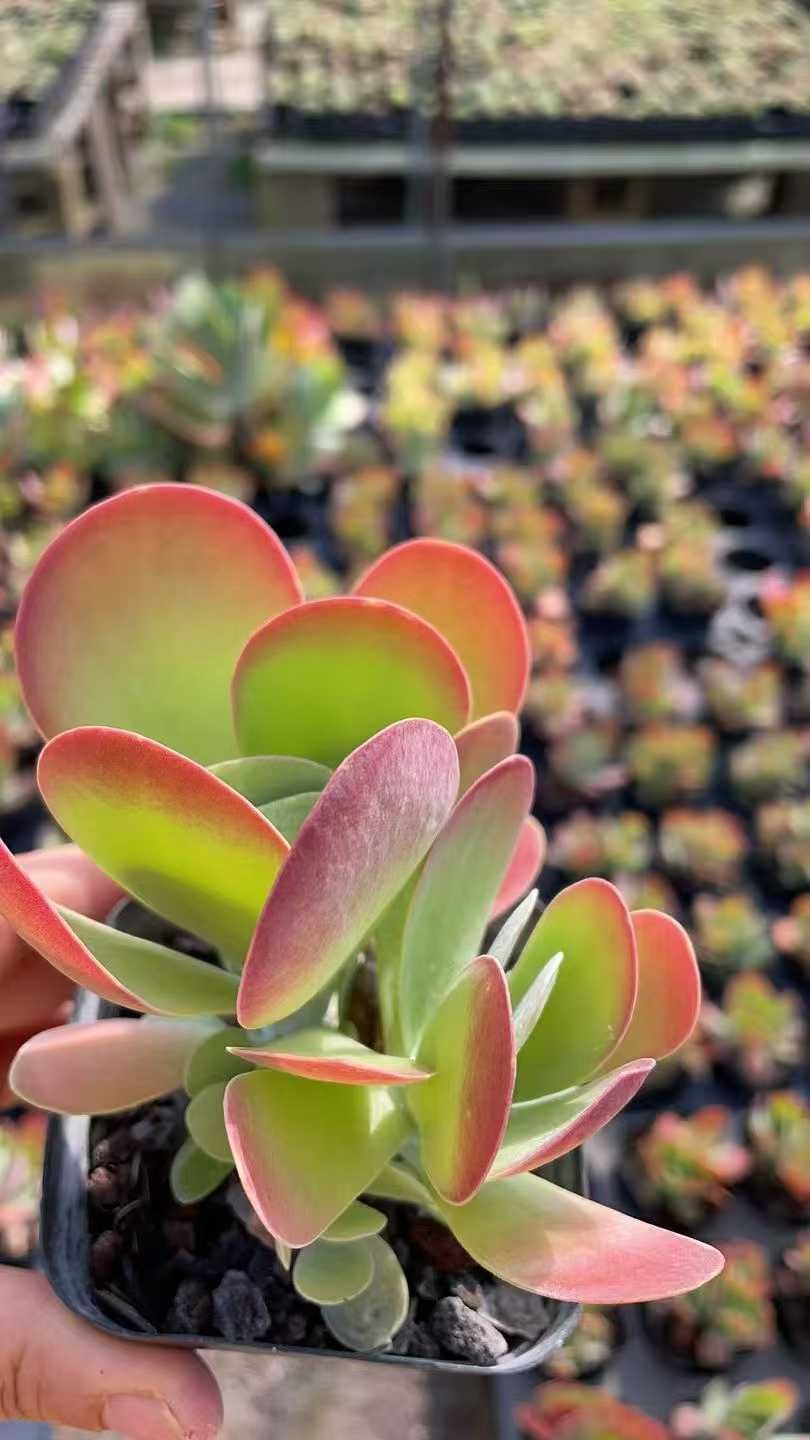 50株の抜き苗セット デザートローズ 多肉植物 佐川急便発送 エケベリア 韓国苗 ZA863