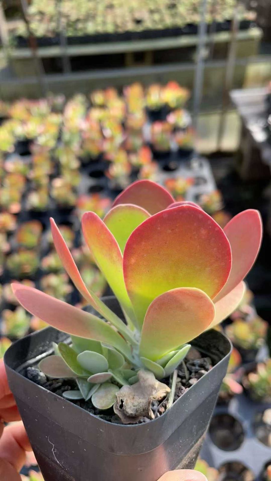 50株の抜き苗セット デザートローズ 多肉植物 佐川急便発送 エケベリア 韓国苗 ZA863