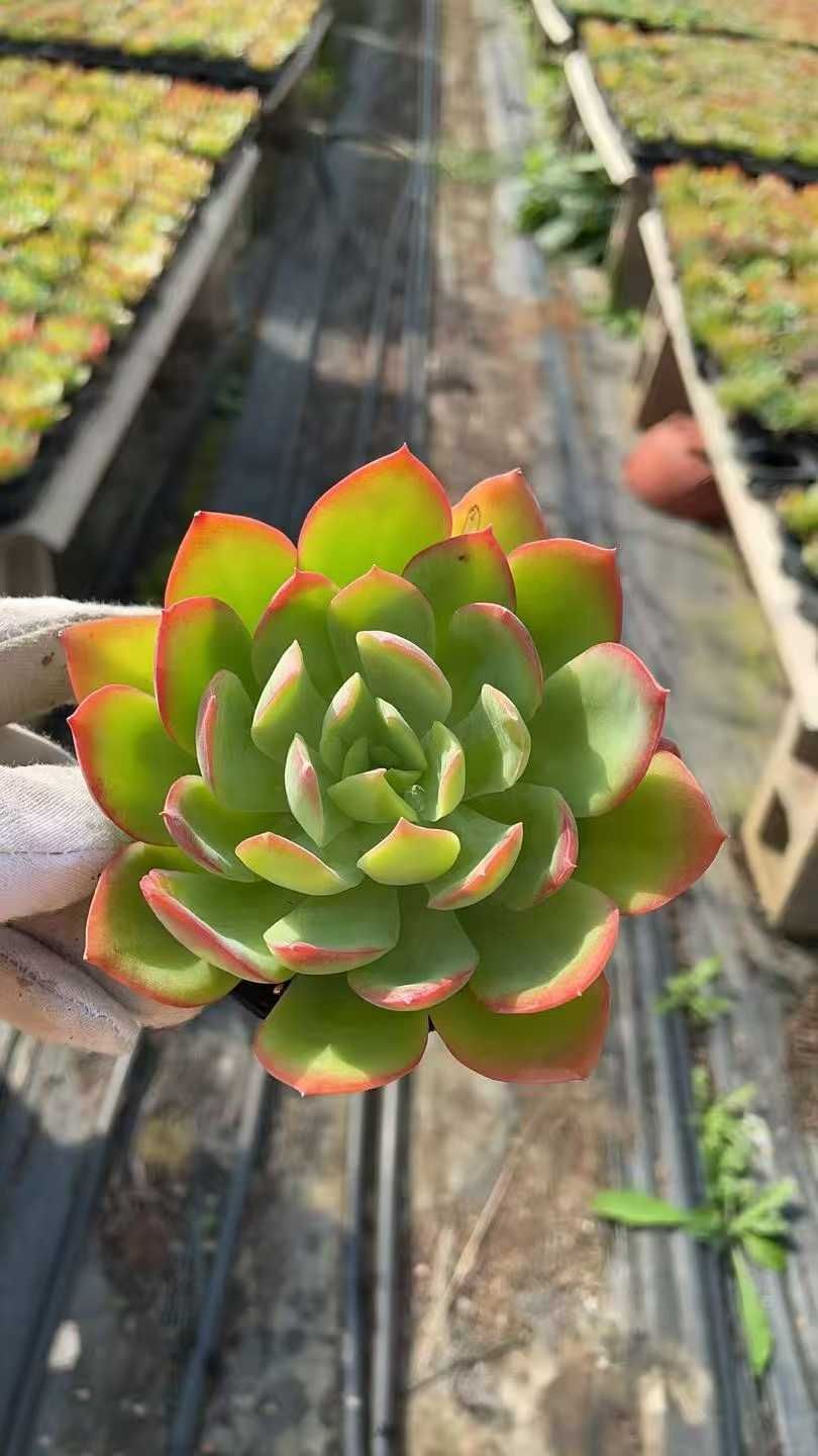 韓国苗 100苗ちびちゃん詰め合わせ！多肉植物 MIX苗多肉植物説明