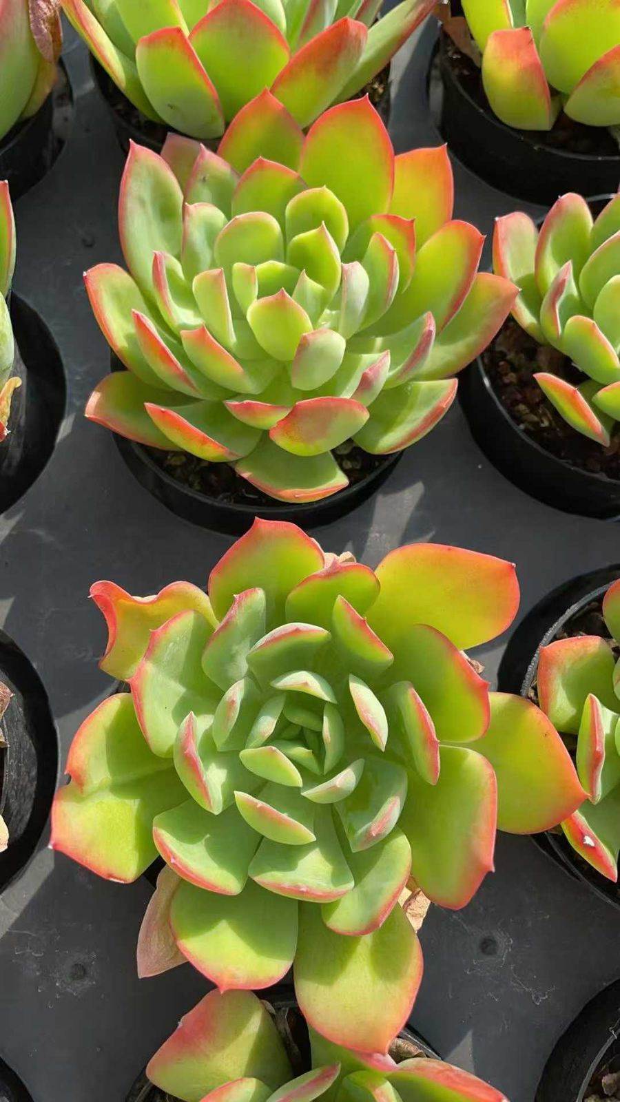 12株×フィオナ 多肉植物 エケベリア セダム アエオニウム