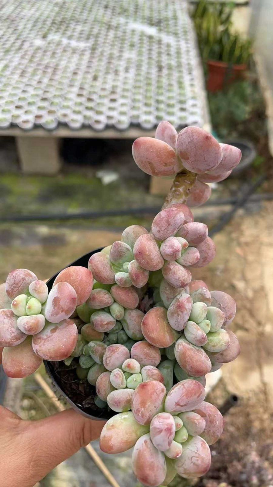 50株の抜き苗セット ローシン 多肉植物 佐川急便発送 エケベリア 韓国苗 ZA857