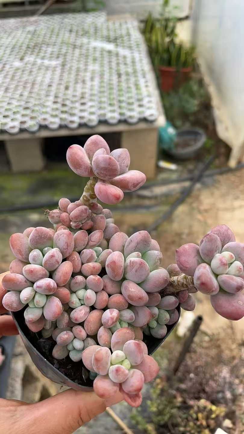 50株の抜き苗セット ローシン 多肉植物 佐川急便発送 エケベリア 韓国苗 ZA857