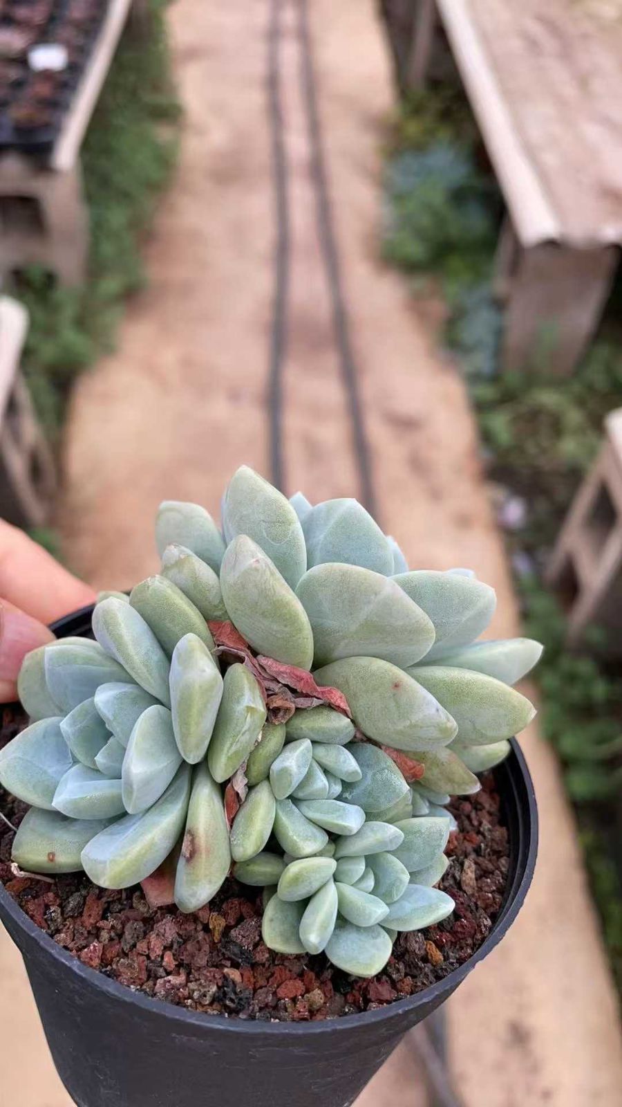 12株の抜き苗セット グリーンアイス 多肉植物 佐川急便発送 エケベリア 韓国苗 ZA852