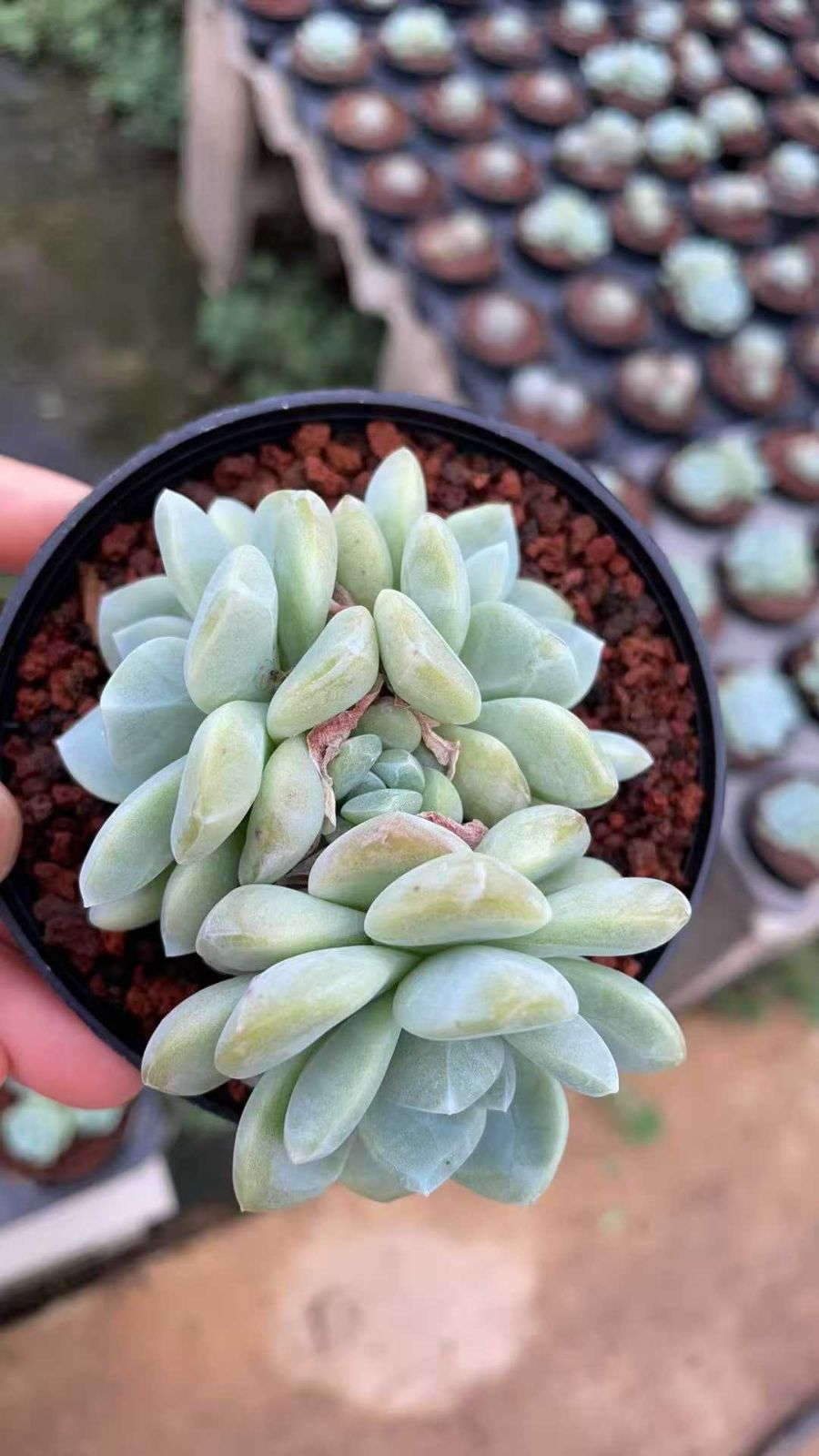 12株の抜き苗セット グリーンアイス 多肉植物 佐川急便発送 エケベリア 韓国苗 ZA852