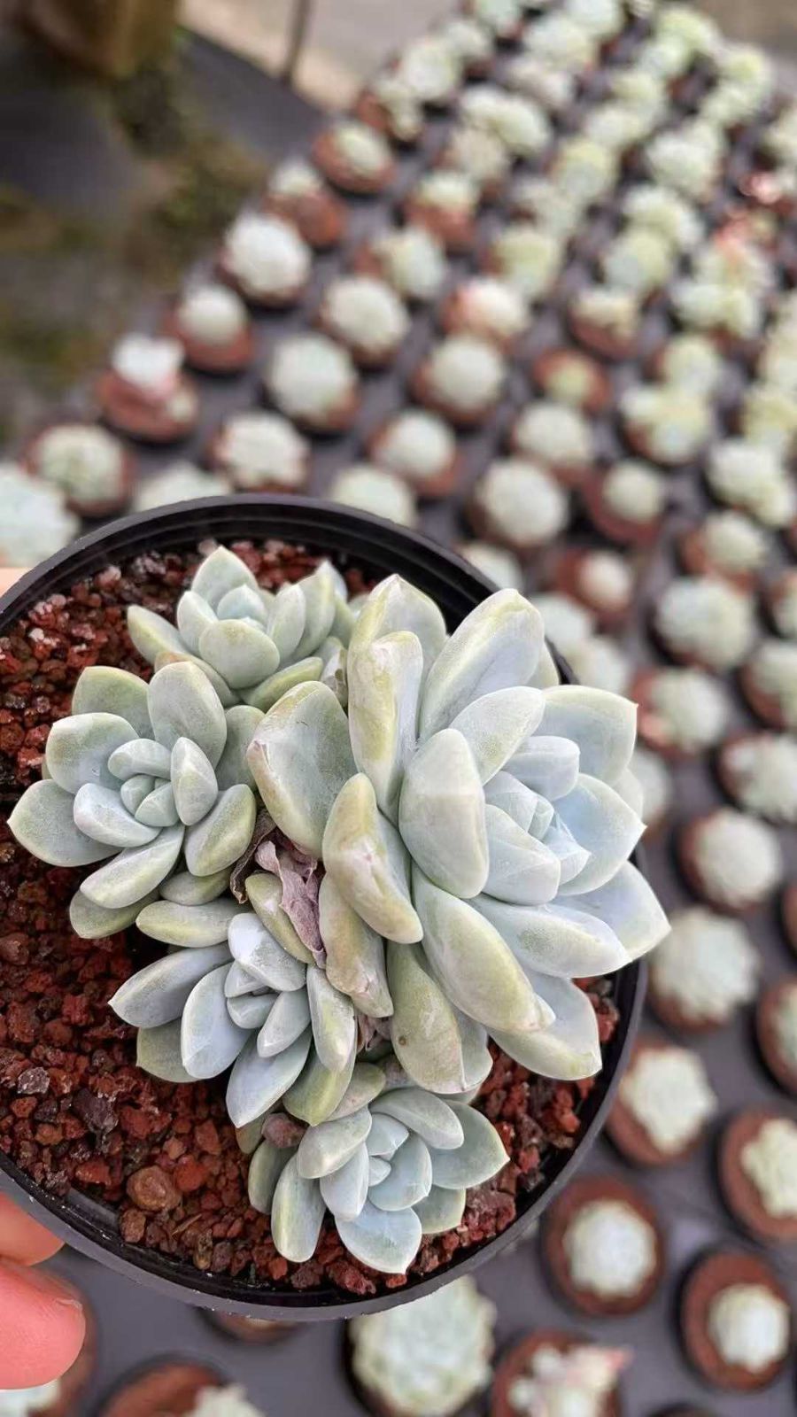 多肉植物　韓国苗　アイスグリーン　大きめ　抜き苗 12株の抜き苗セット】グリーンアイス 多肉植物 佐川急便発送