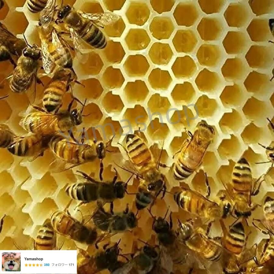 巣箱 蜜蜂巣箱 4個 フローハイブ 蜂巣 巣脾 巣礎 巣枠 ミツバチ巣 自流蜜蜂巣 採蜜器 蜜蜂飼育 ミツバチ飼育 自動ハチミツ採取 養蜂器