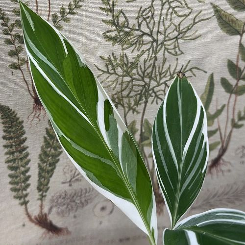 観葉植物 斑入りバナナ(ムサ フロリダ バリエガータ)※葉傷みあり 3.5号