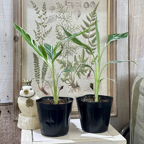 観葉植物 斑入りバナナ(ムサ フロリダ バリエガータ)※葉傷みあり 3.5号
