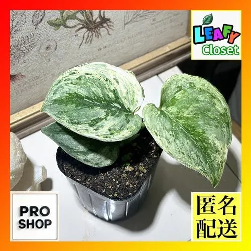 2025年最新】スキンダプサス エキゾチカ ホログラムの人気アイテム