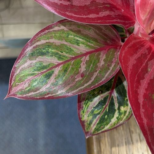 観葉植物 アグラオネマ sp.(赤系) 3.5号ポット(個体おまかせ1鉢
