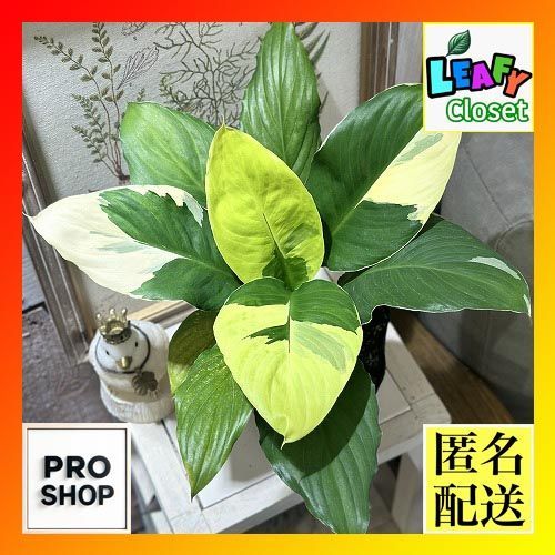 観葉植物 スパティフィラム 黄斑 4.5号ポット 個体おまかせ1鉢 インテリアグリーン 室内園芸 おしゃれ かわいい 506696