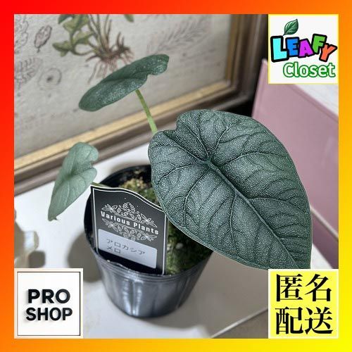 トーゴ 儀式用の彫像 アフリカンアート プリミティブアート 木彫り 彫刻