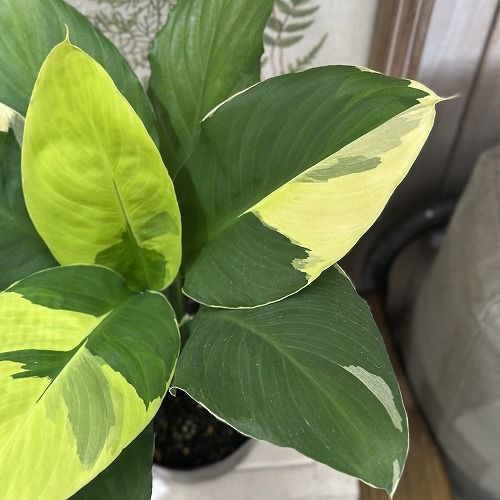 観葉植物 スパティフィラム 黄斑 4.5号ポット 個体おまかせ1鉢 インテリアグリーン 室内園芸 おしゃれ かわいい 506696