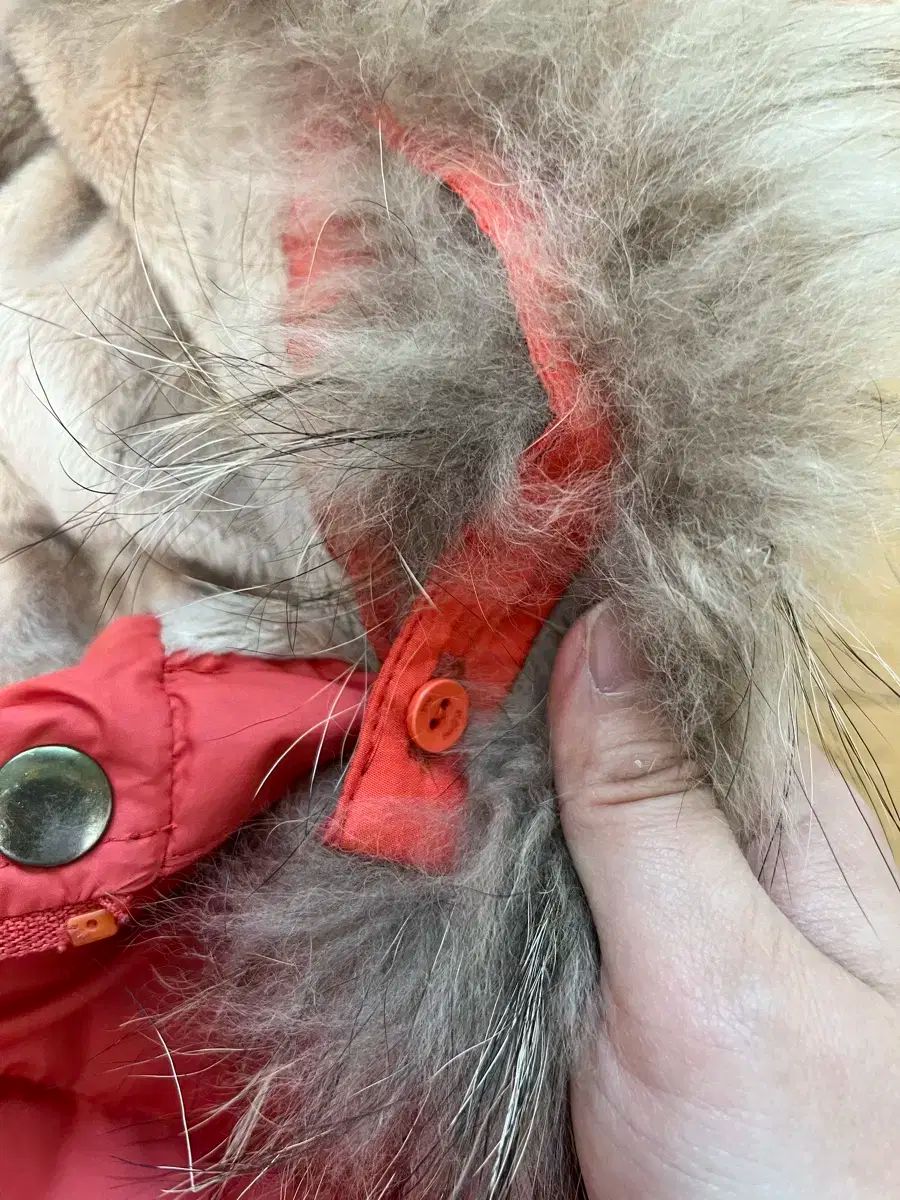 shop取引では対象外 女の子