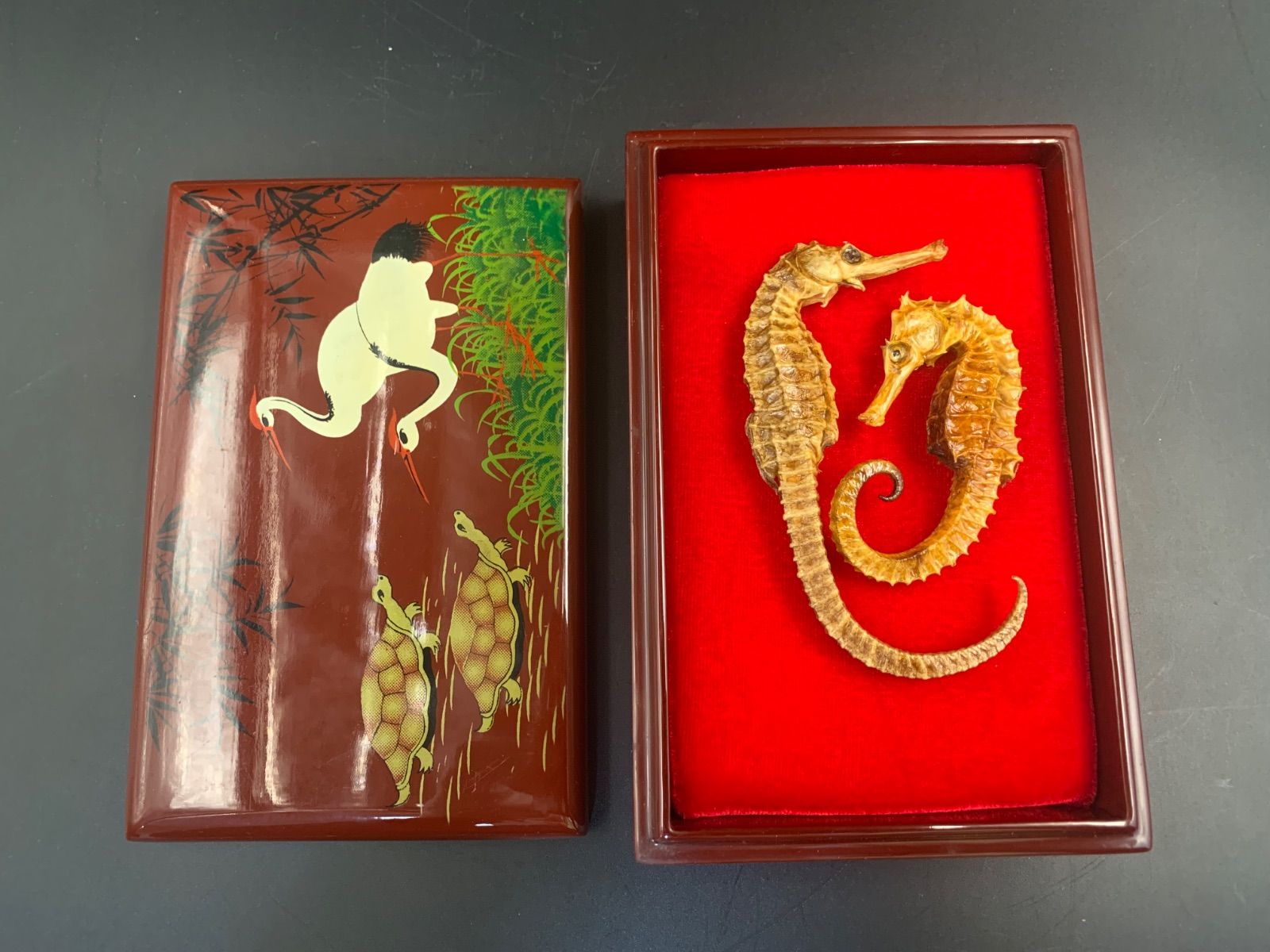 開運 縁起物 タツノオトシゴ 乾燥 標本　2セット タツノオトシゴ 標本 2体セット