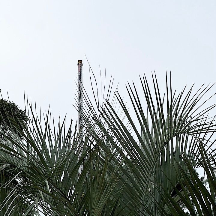 極太幹】4m ココスヤシ 子株付き - メルカリ