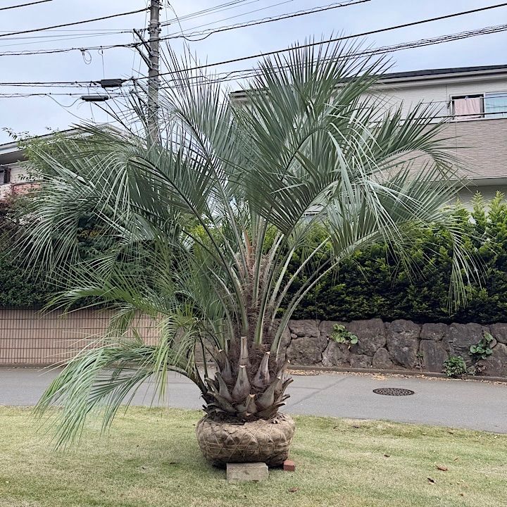 極太幹】4m ココスヤシ 子株付き - メルカリ