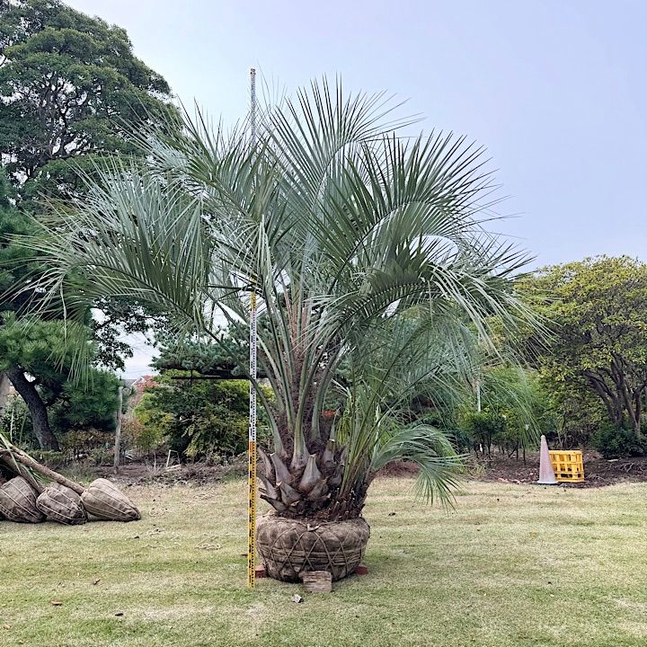 極太幹】4m ココスヤシ 子株付き - メルカリ