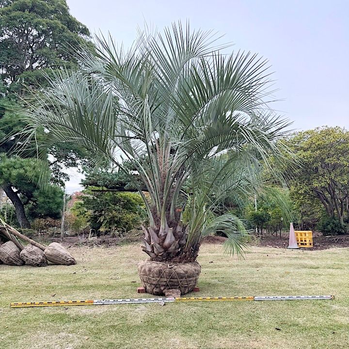 極太幹】4m ココスヤシ 子株付き - メルカリ