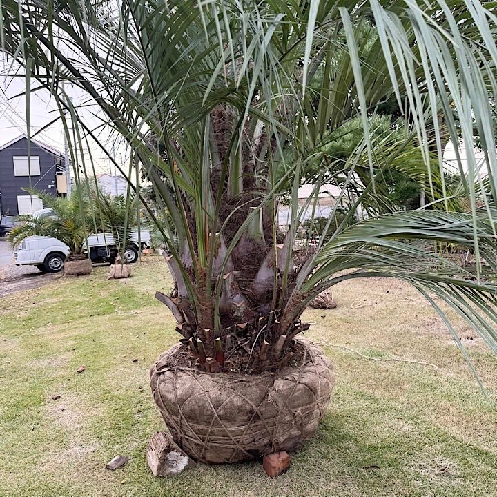 極太幹】4m ココスヤシ 子株付き - メルカリ