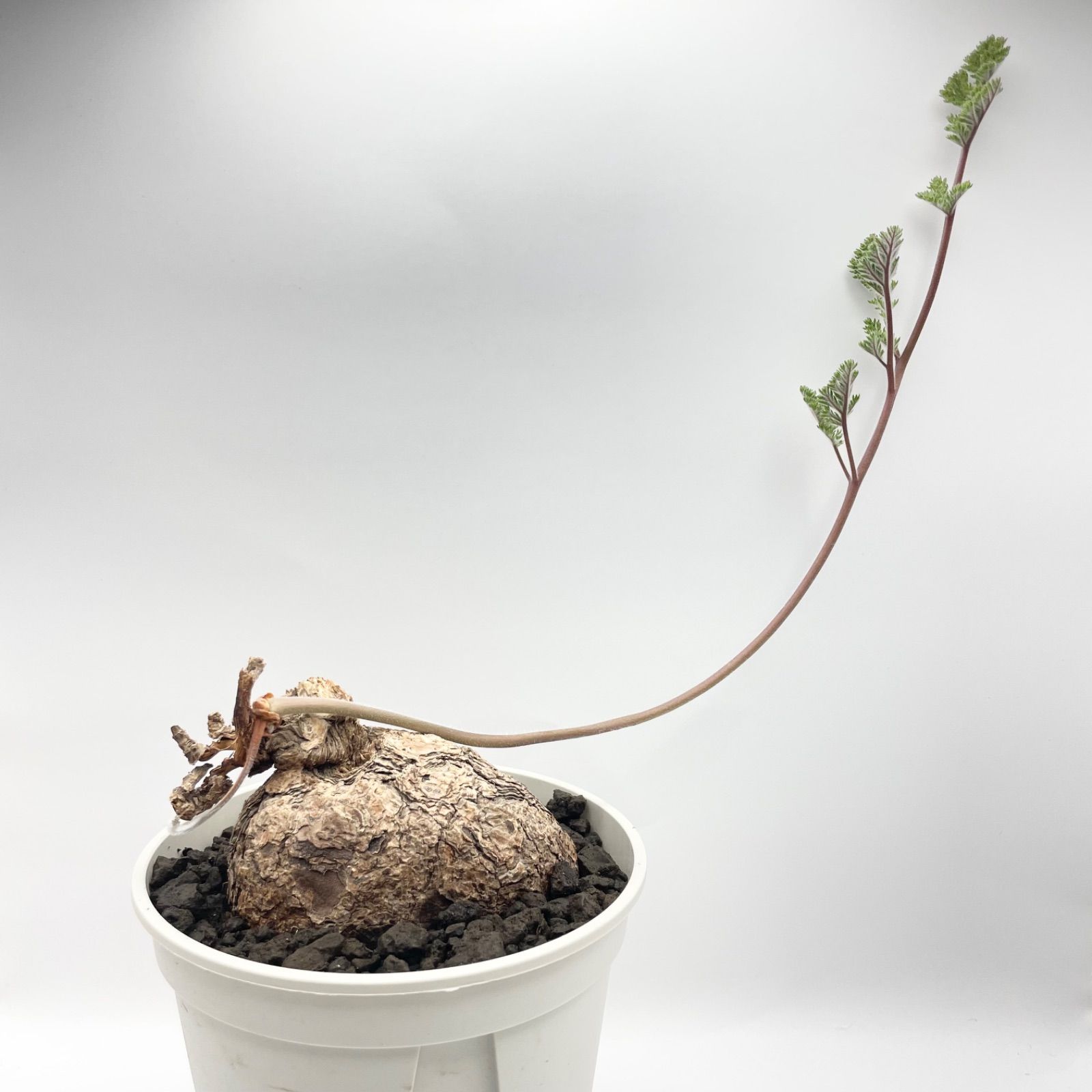 ペラルゴニウム トリステ 現地球 発根済み