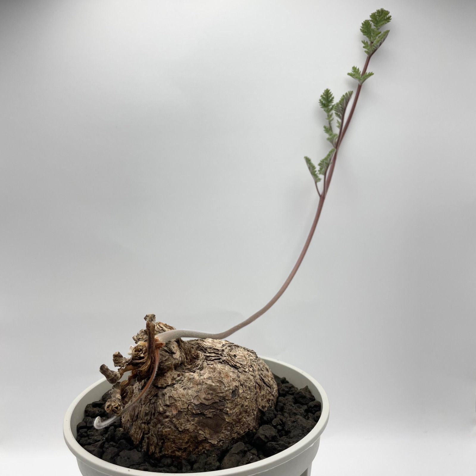  ペラルゴニウム トリステ 現地球 発根済み 塊根植物 コーデックス 観葉植物