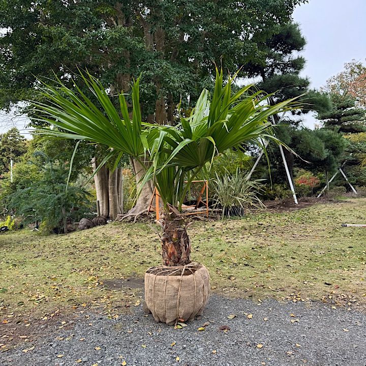 ビロウヤシ ビロウヤシ 4,4m】 ビロウヤシ ビロウヤシ｜Livistona