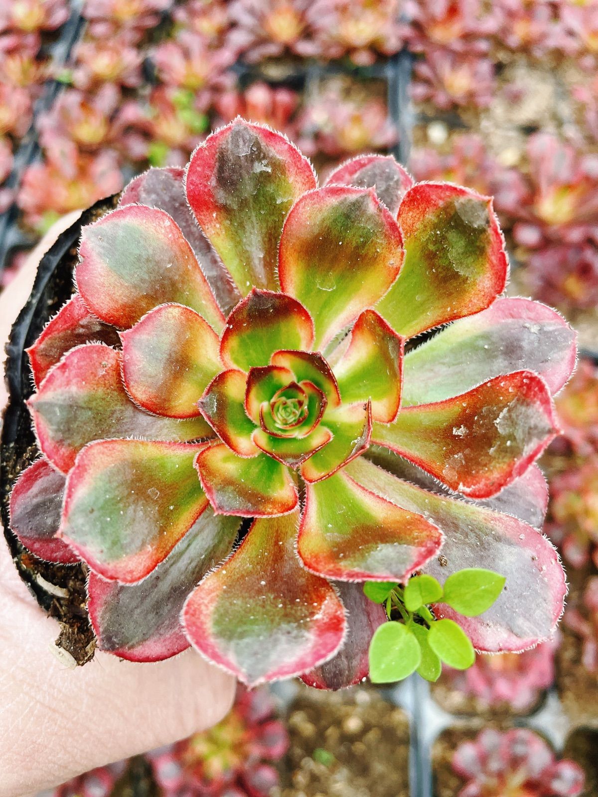 シャネル 1苗 根付き アエオニウム 多肉植物 - メルカリ