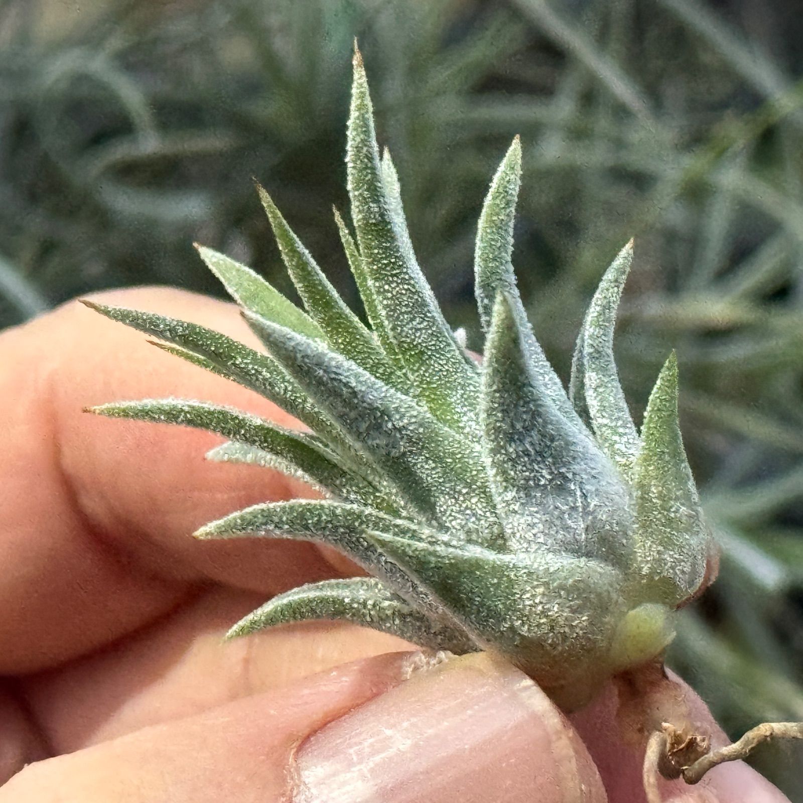 ブロメリア・エアープランツ ionantha 'Fire' Amazon.co.jp: Frontier