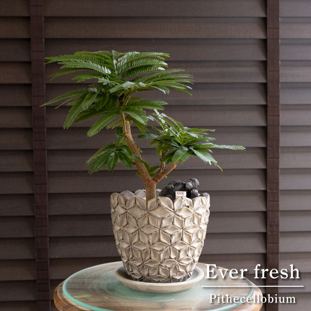 盆栽 エバーフレッシュ 曲がり仕立て 4.5号陶器鉢 Ever fresh BONSAI 観葉植物 1105GG