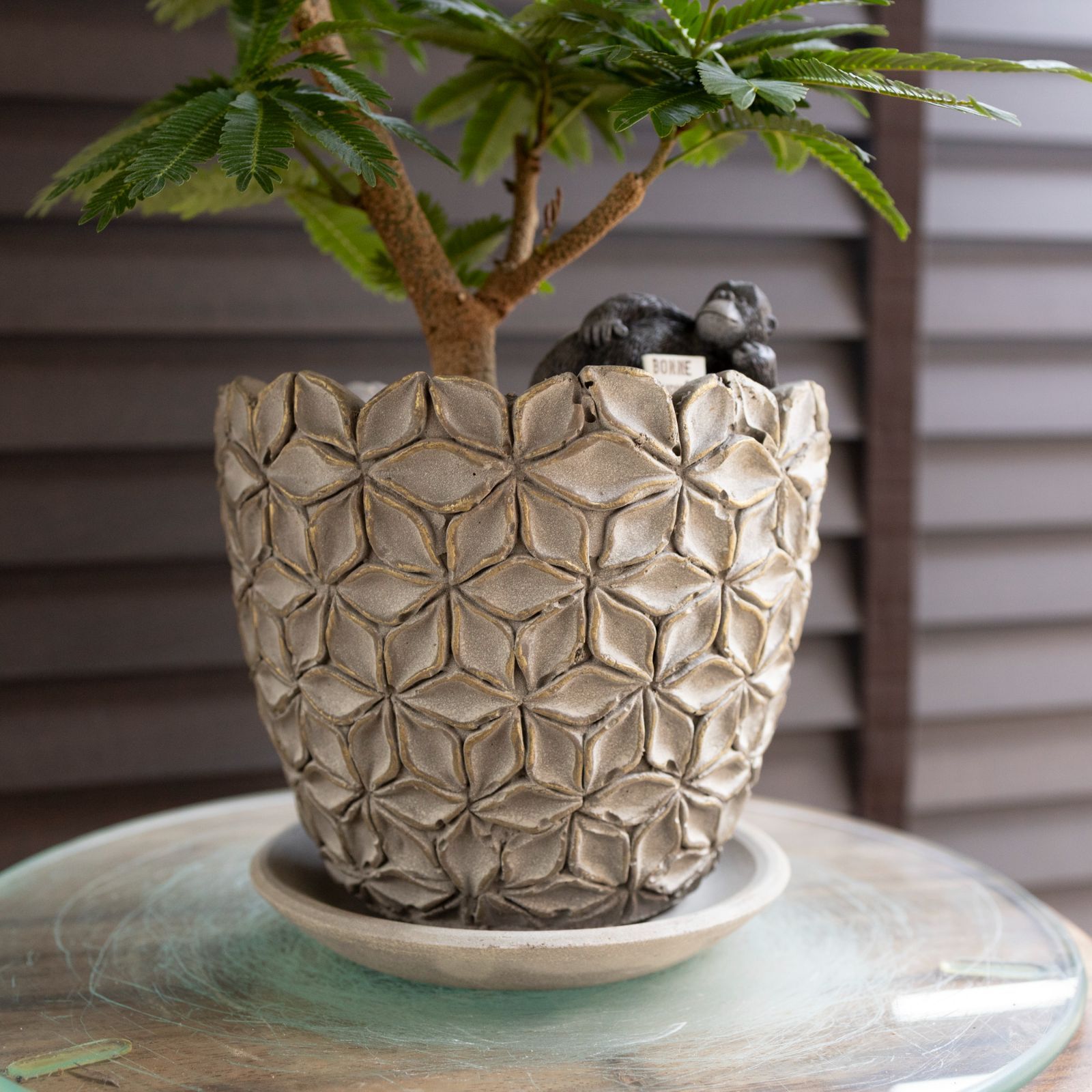 盆栽 エバーフレッシュ 曲がり仕立て 4.5号陶器鉢 Ever fresh BONSAI 観葉植物 1105GG