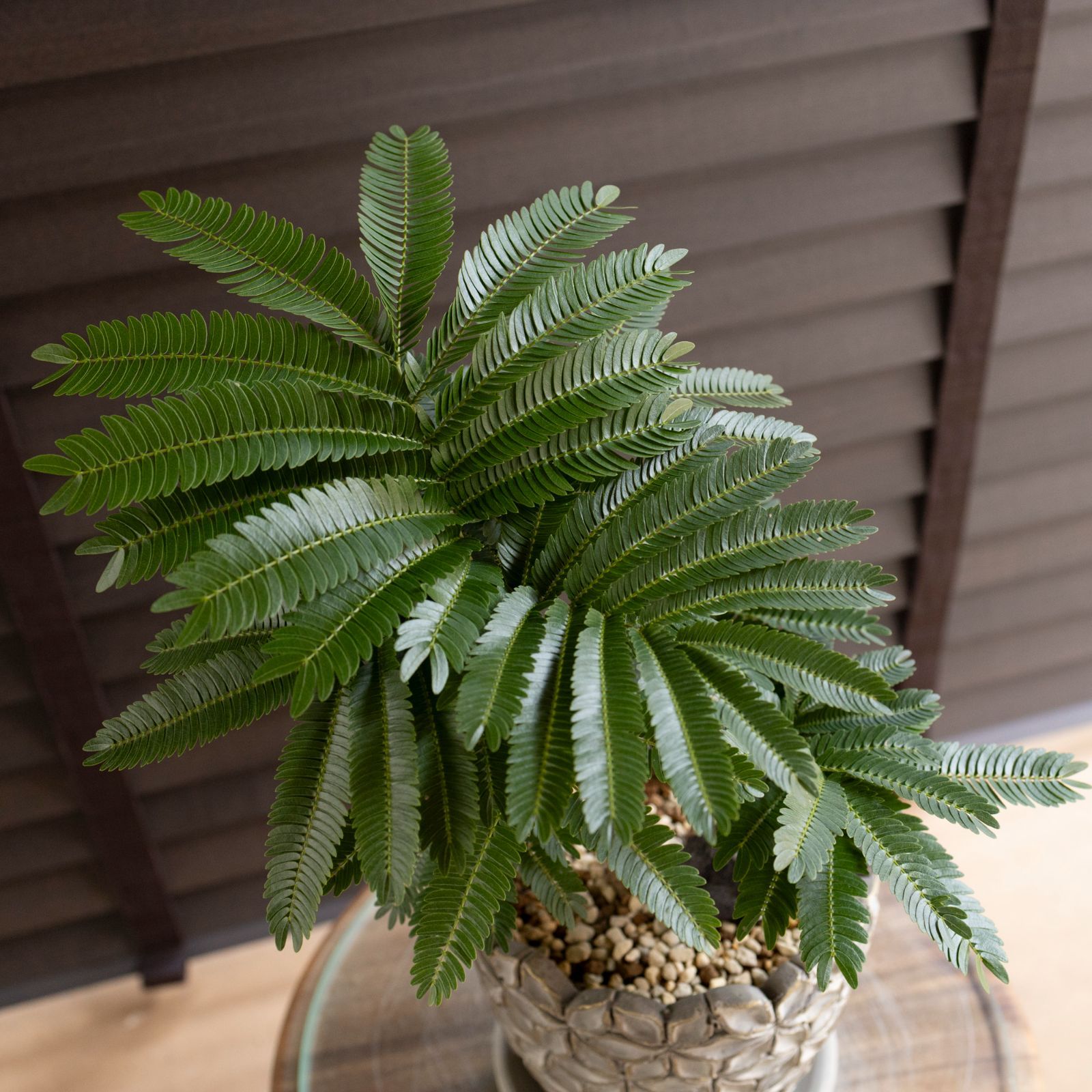 エバーフレッシュ 曲がり仕立て