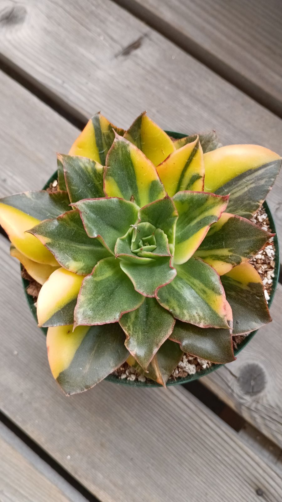 韓国輸入苗 メルカリ便 ゴサオン錦 色錦