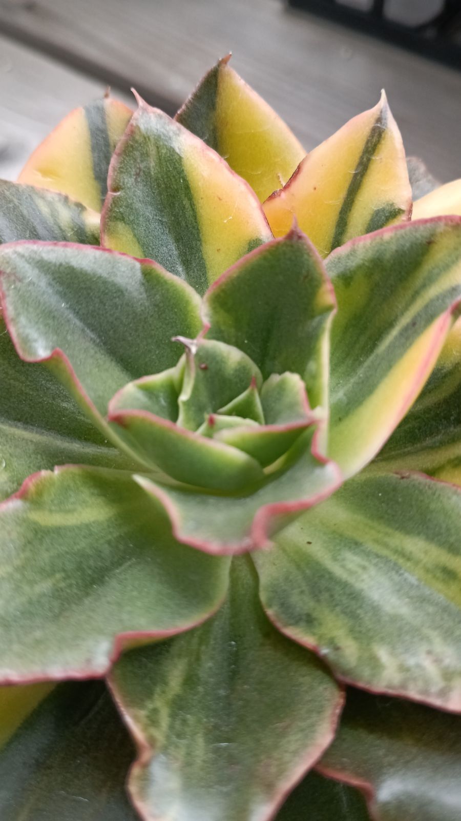 ゴサオン錦 色錦