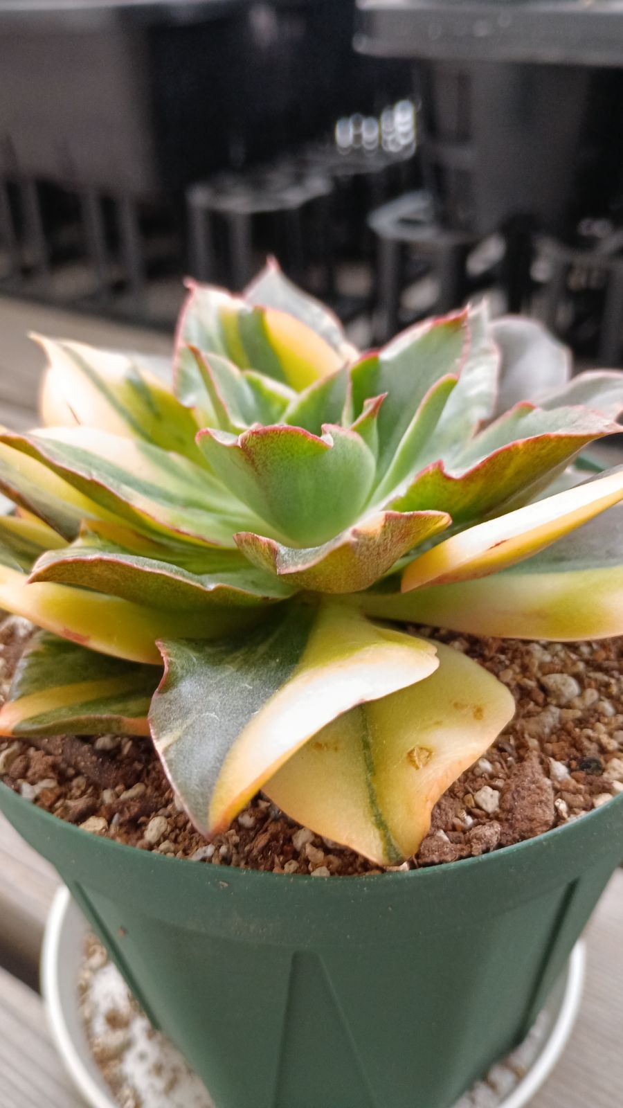 韓国輸入苗 メルカリ便 ゴサオン錦 色錦