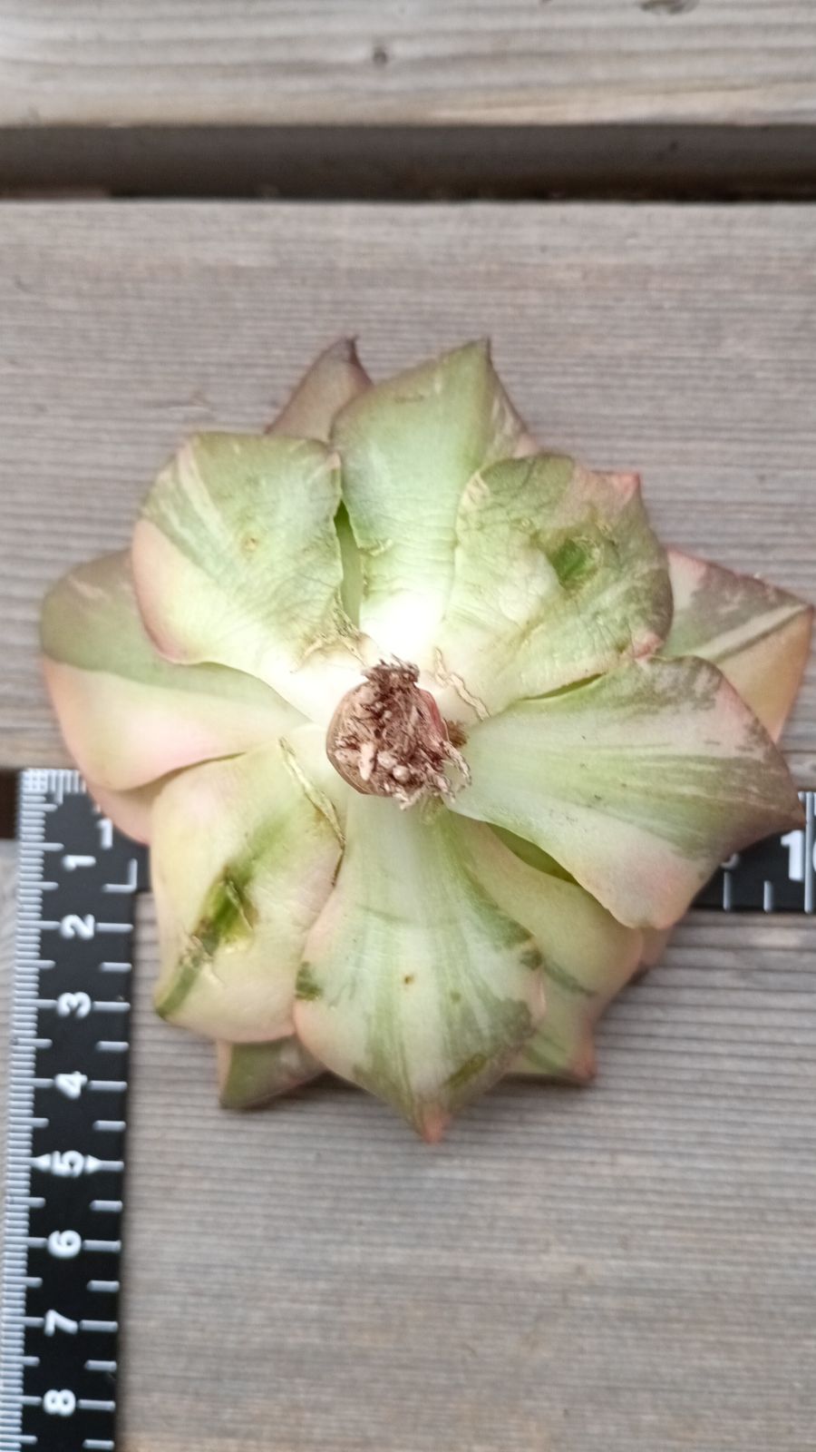 ゴサオン錦 色錦