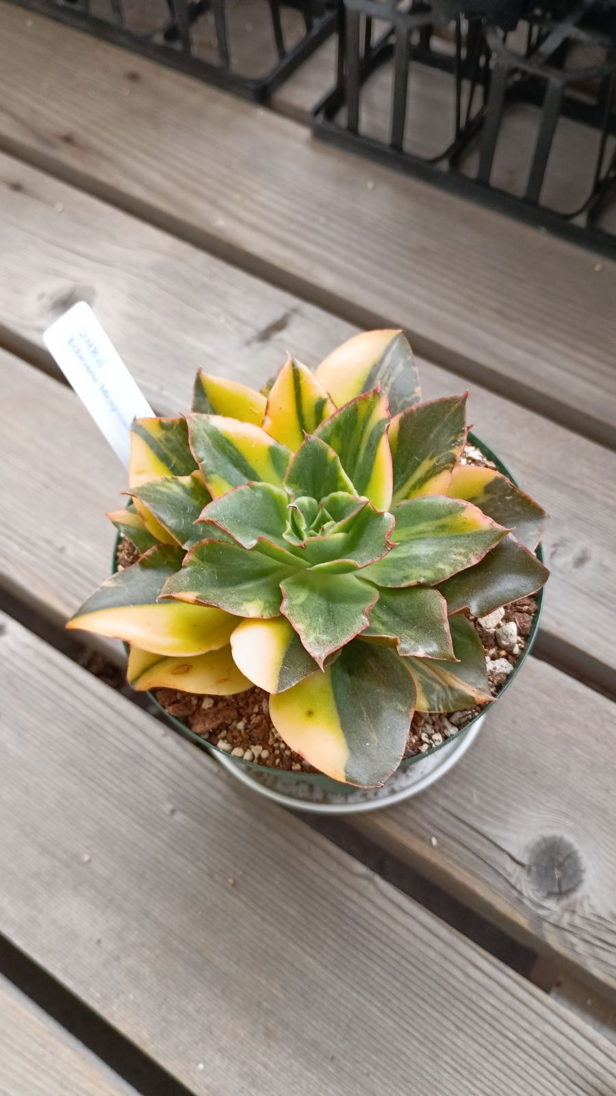 韓国輸入苗 メルカリ便 ゴサオン錦 色錦 WWW_GEBZETESISAT_COM_TR