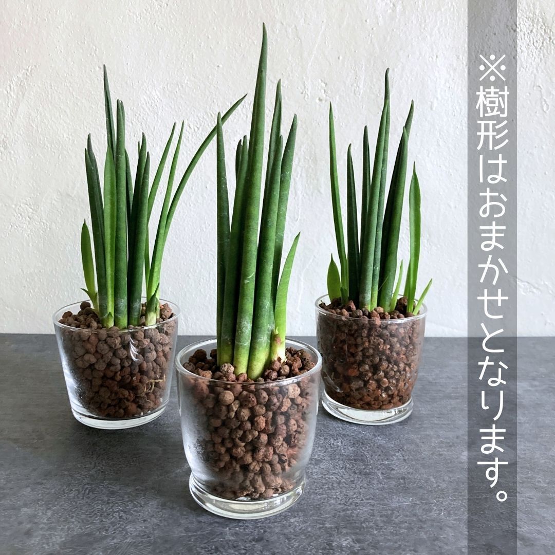 サンスベリア バキュラリス ハイドロカルチャー 水耕栽培 - メルカリ