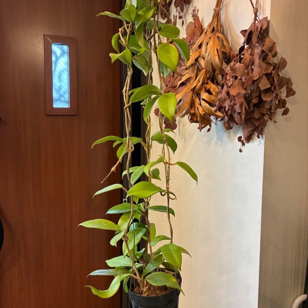 希少 アクメ 家庭太陽燈 水銀燈 戦前 アンティーク 古道具 時代 昭和レトロ