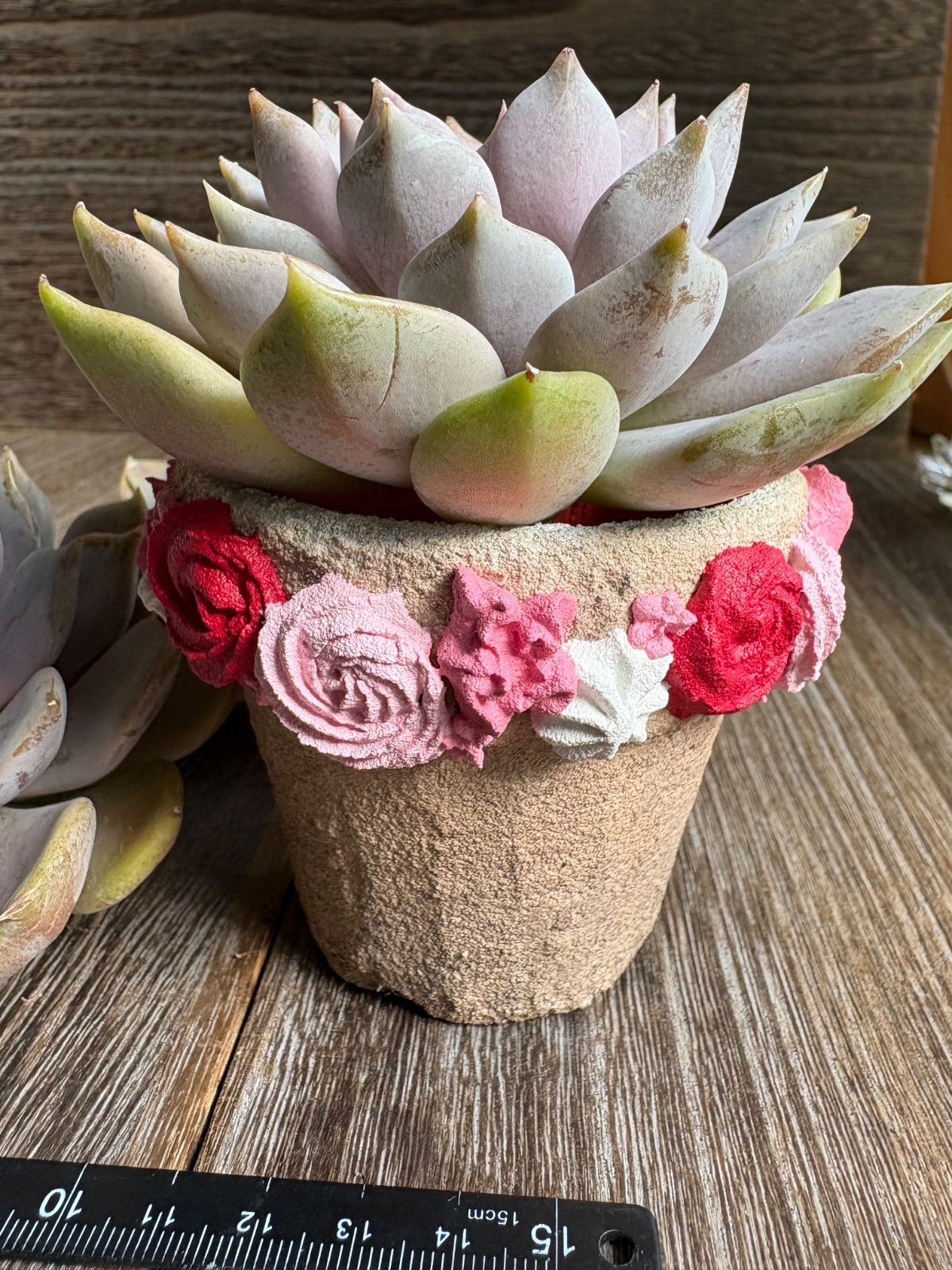 多肉植物　パステルレオン　カット苗　韓国苗 多肉植物 パステルレオン カット苗 韓国苗 青空様☆韓国苗 多肉植物 15