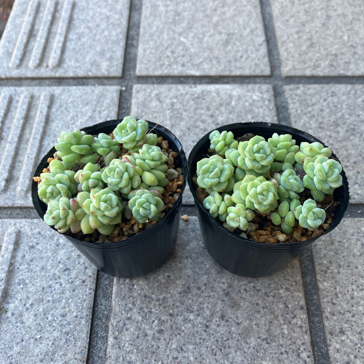 多肉植物 ペレスデラロサエ 2ポット④ カット苗 - メルカリ