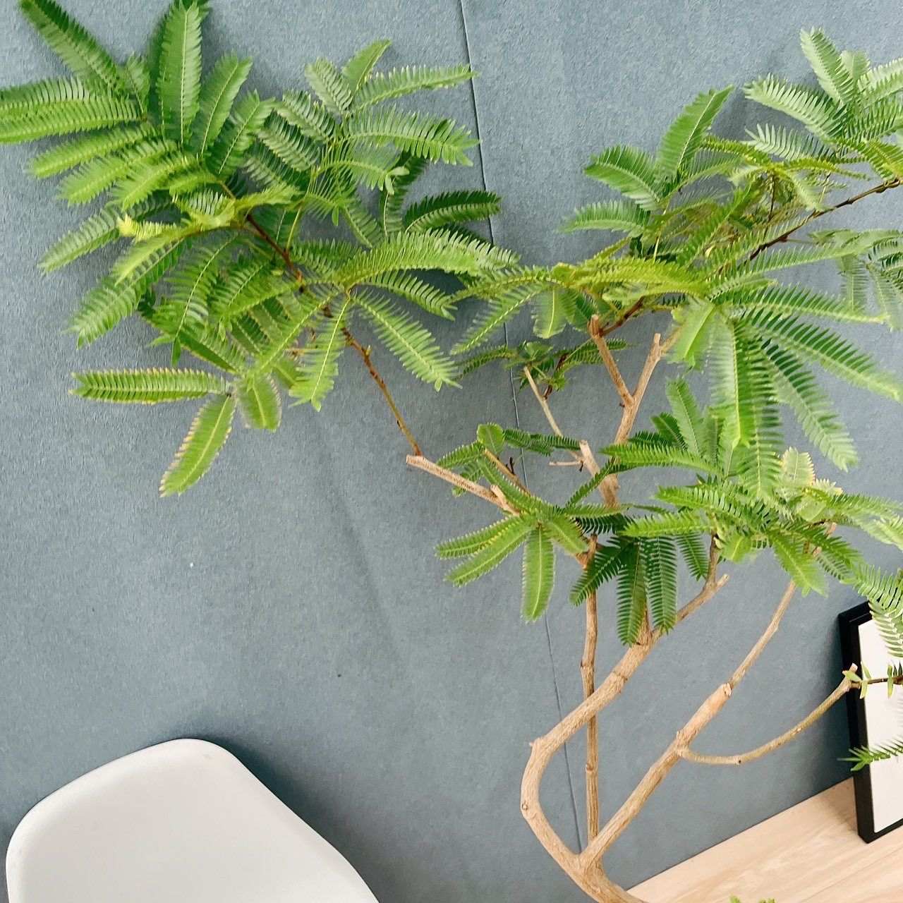 現品 5番 エバーフレッシュ 曲がり 8号 観葉植物 室内 大型 人気 プラコッタ鉢受け皿付き おしゃれ