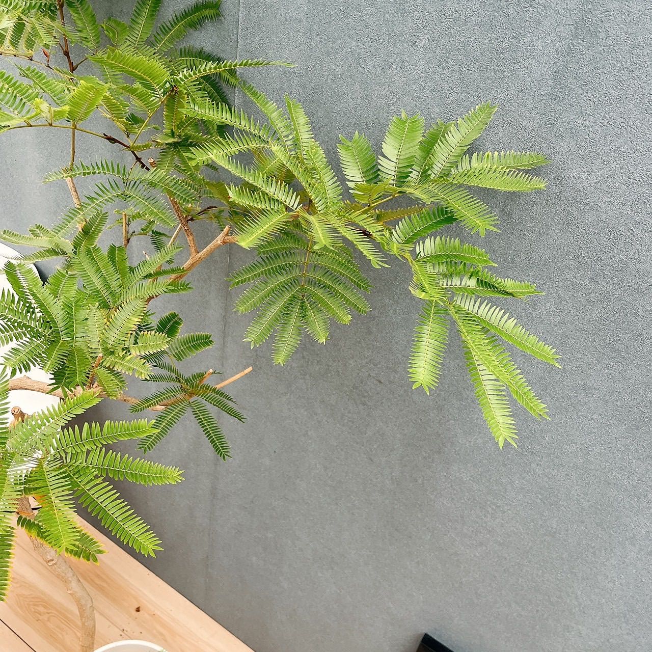 プラコッタ鉢受け皿付き おしゃれ