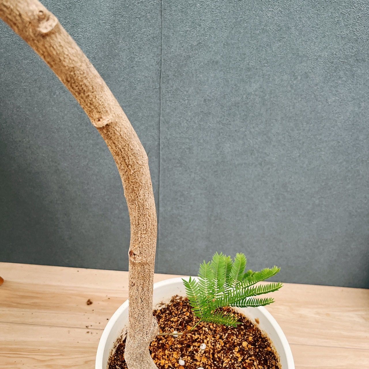 安い！かわいい！ 現品 5番 エバーフレッシュ 曲がり 8号 観葉植物 室内 大型 人気 プラコッタ鉢受け皿付き おしゃれ