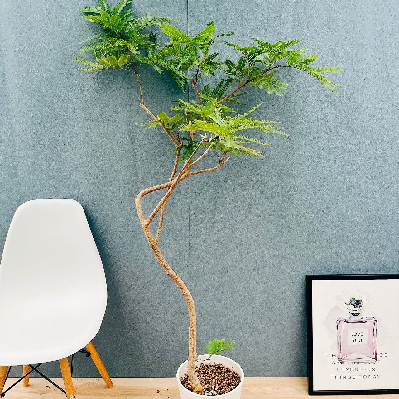 現品 5番 エバーフレッシュ 曲がり 8号 観葉植物 室内 大型 人気 プラコッタ鉢受け皿付き おしゃれ