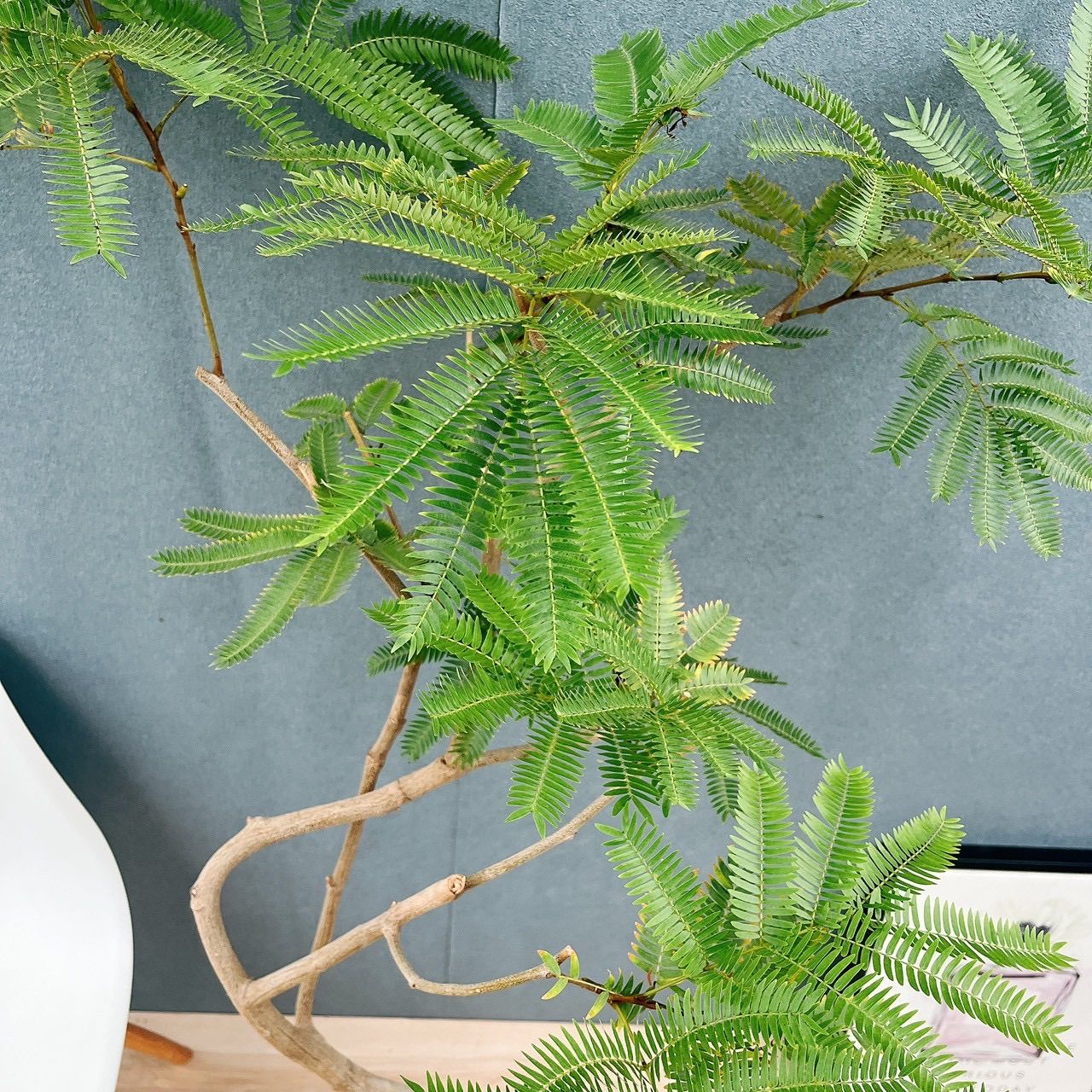 プラコッタ鉢受け皿付き