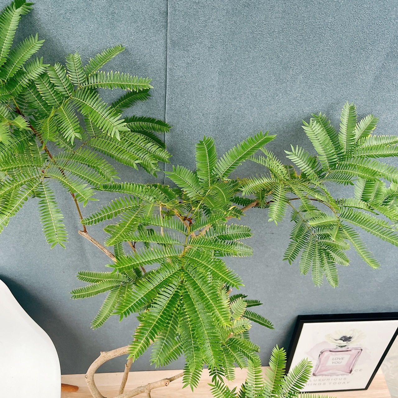 人気 プラコッタ鉢受け皿付き