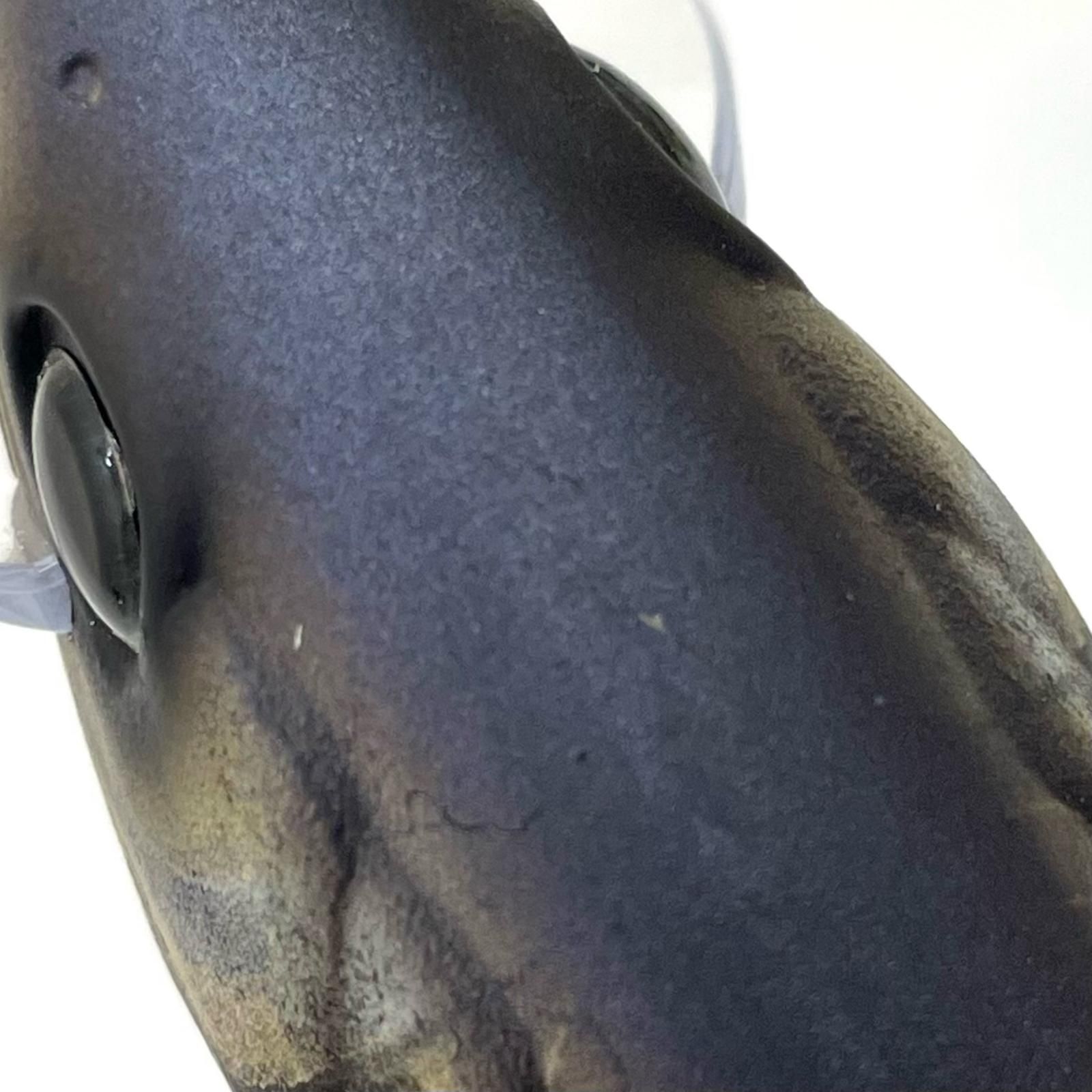 DRT ディビジョンレーベルタックルズ